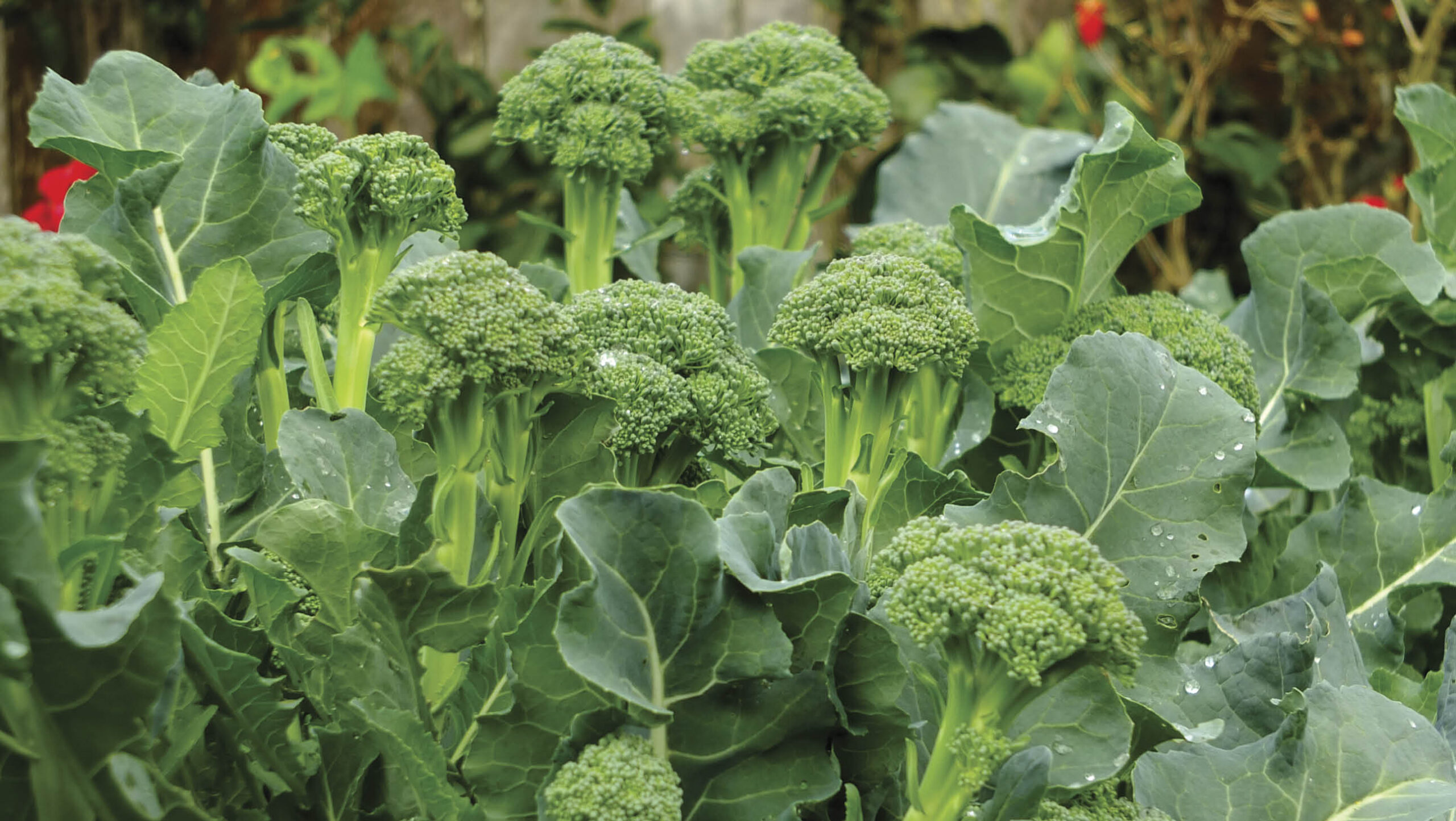 Broccoli is a crop that keeps on giving.